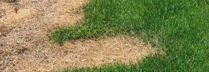 Verbrannter Rasenfleck auf grünem Rasen